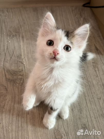 Котенок мальчик в добрые руки