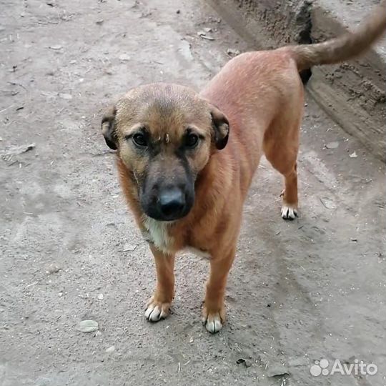 В добрые ручки