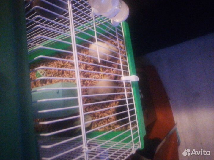 Отдам в добрые руки