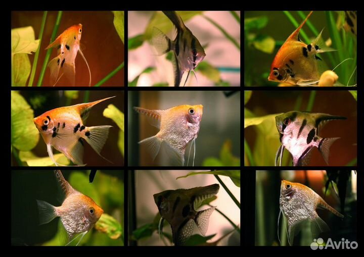 Скалярия. Аквариум. Фильтр. Сифон Компрессор Фон