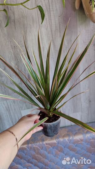 Драцена маргината