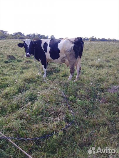 Корова дойная