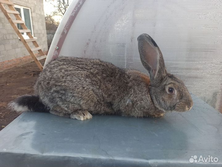 Кролики породы Фландр