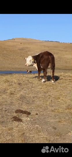 Телки племенные Герефорд