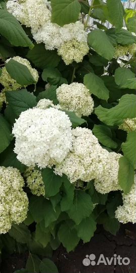 Гортензия древовидная