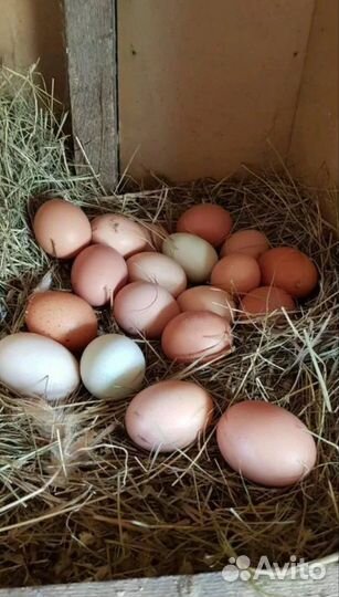 Домашние куриные яйца