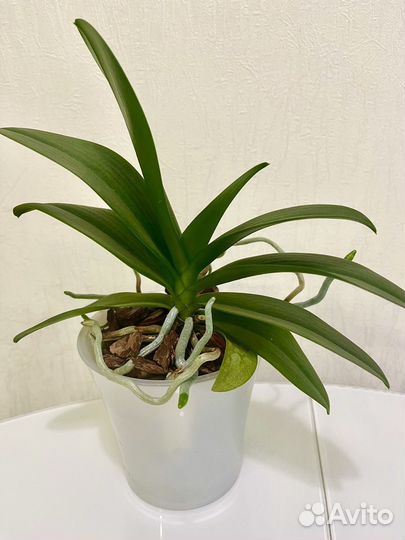 Фаленопсис бабочка Yaphon Star Dimond