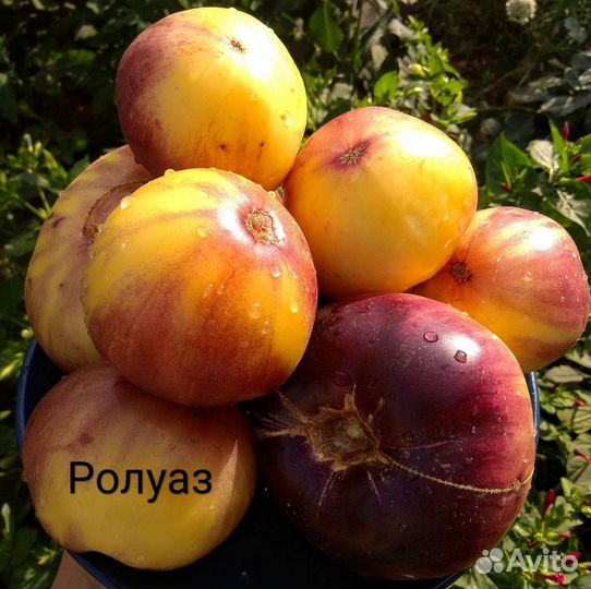 Семена томатов 3 (топ самых вкусных)