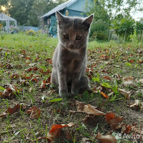 Бесплатно