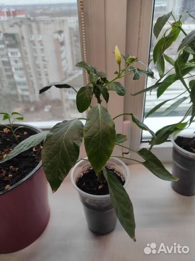 Перец комнатный острый