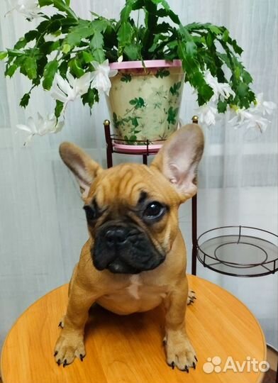 Французский бульдог щенки