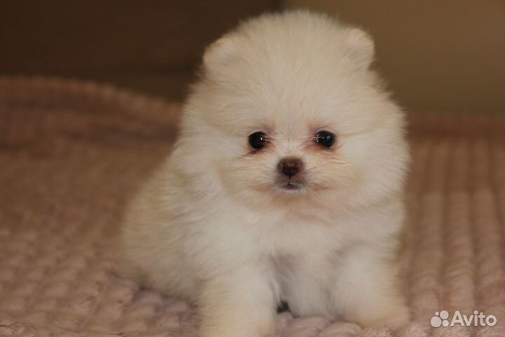 Щенки шпица