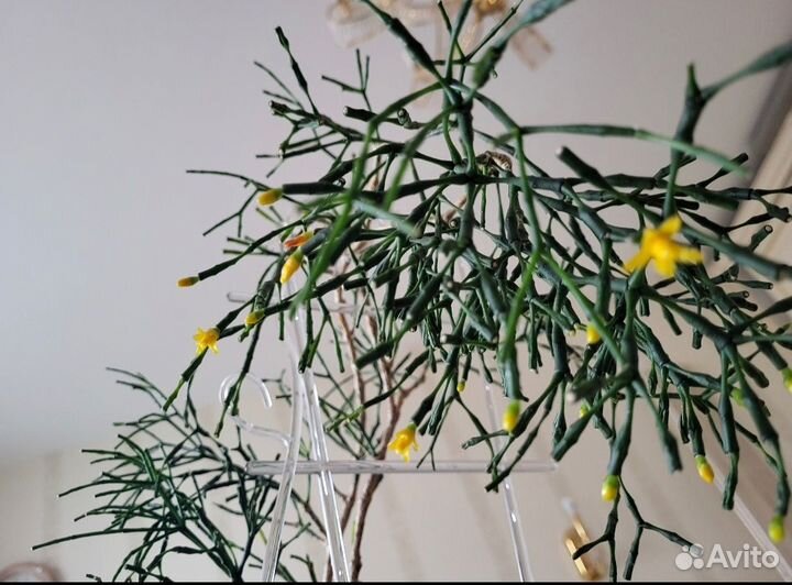 Хатиора рипсалис