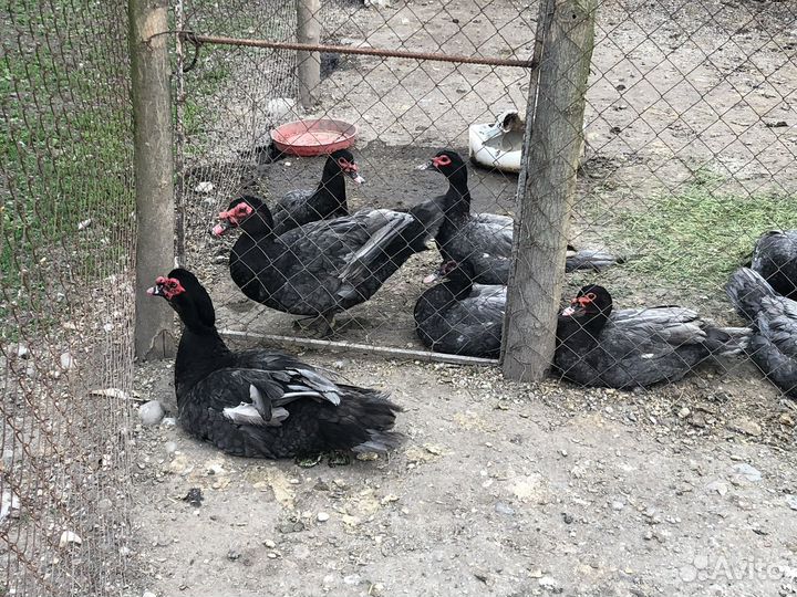 Мускусные утки тяжелые линии