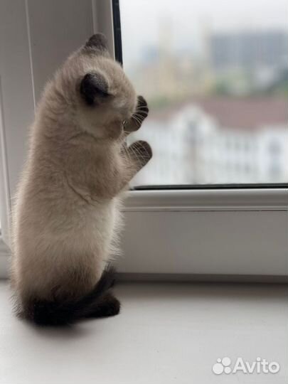 Шатландский кот