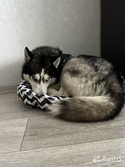 Отдам бесплатно собаку