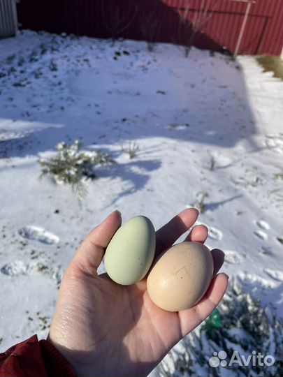 Яйцо куриное