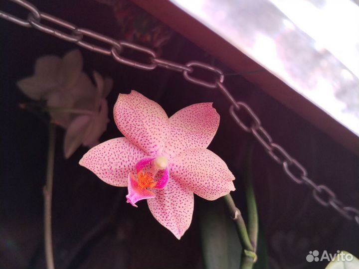 Орхидея