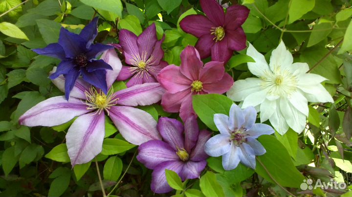Клематисы разные