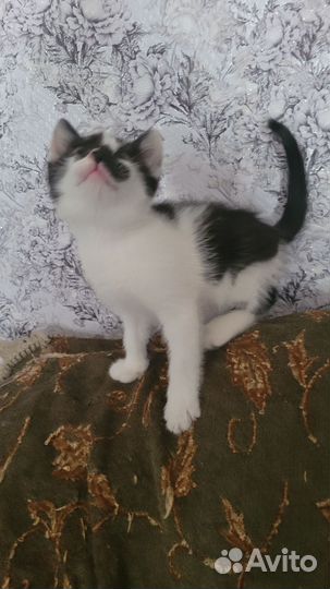 Отдам котенка девочку в добрые руки