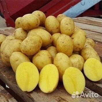 Молодой картофель 