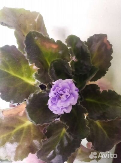 Сортовая фиалка цветущая