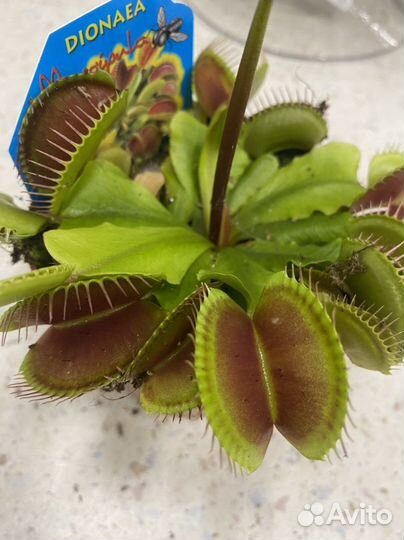 Дионея венерина мухоловка 9 см горшок
