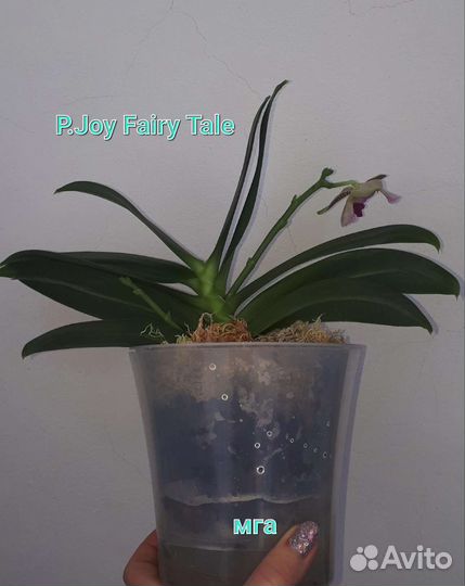 Орхидея фаленопсис