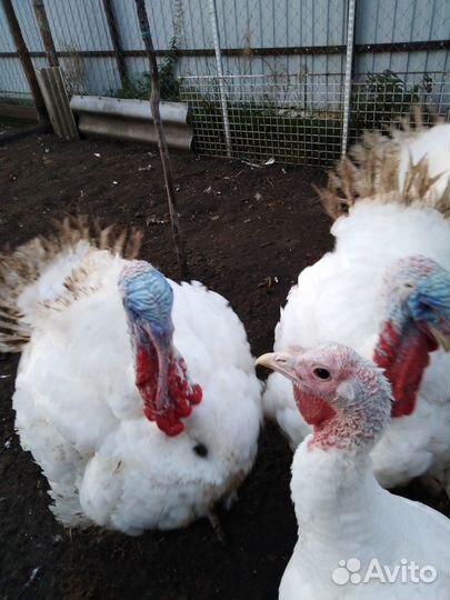 Мясо домашней курицы, индейки