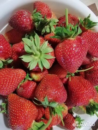 Рассада сортовой клубники