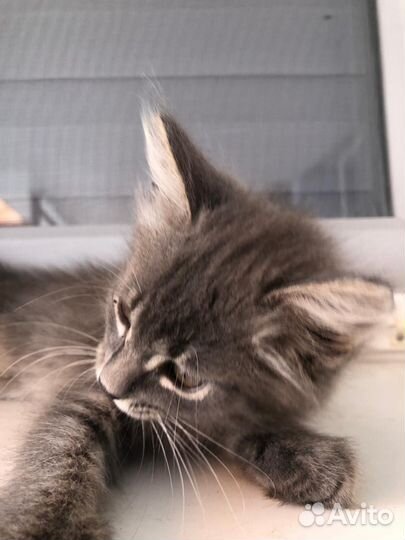 Котенок в добрые руки