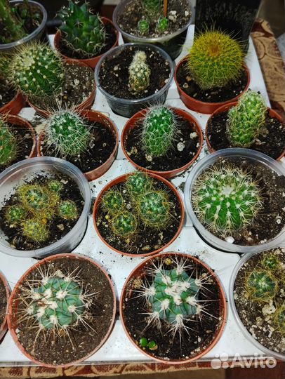 Кактус, живые колючки