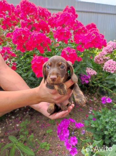 Щенки Таксы миниатюрной жесткошерстной