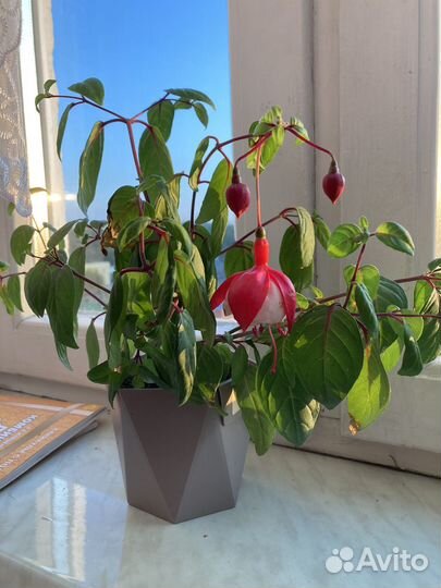 Фукция swingtime