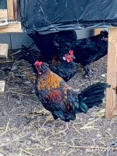 Петушки бентамки