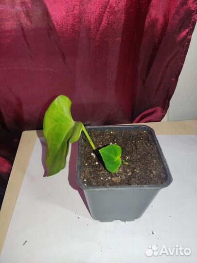 Мужское счастье (не бронирую)