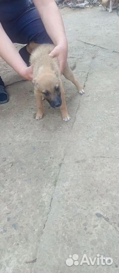 Щеночки в дар