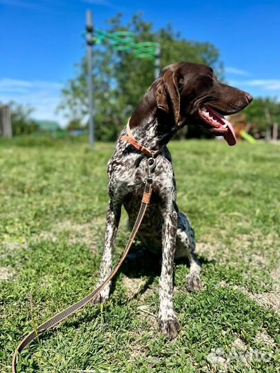 Щенки курцхаара