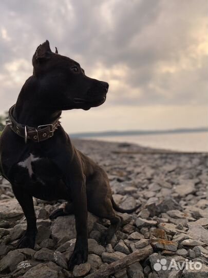 Питбуль вязка