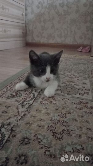 Котята, 2 месяца
