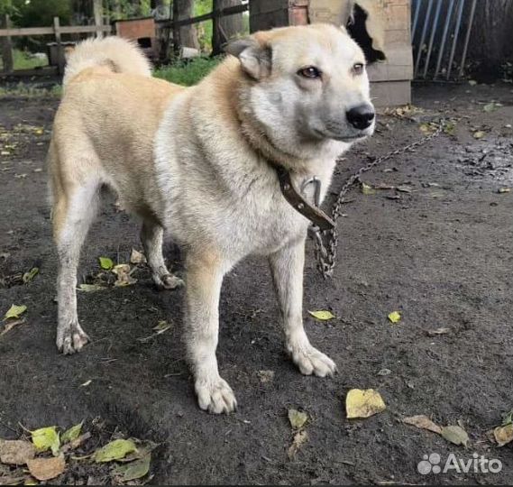 Собака в добрые руки