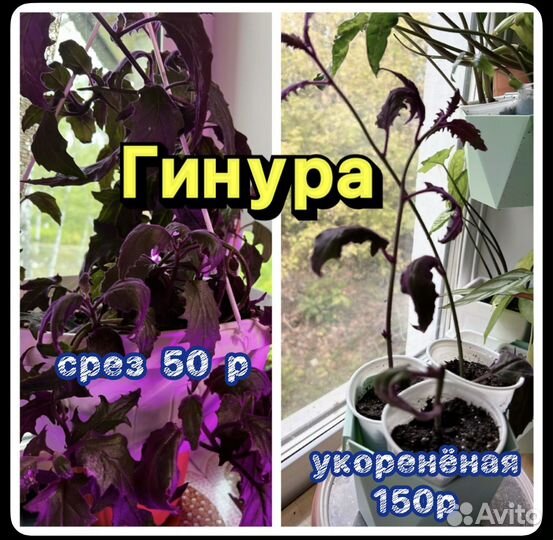 Комнатные цветы гинура