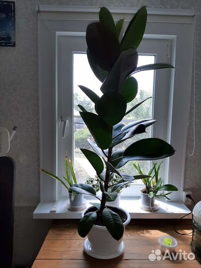Фикус каучуконосный большой