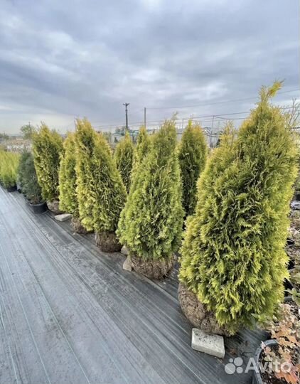Туя в ассортименте