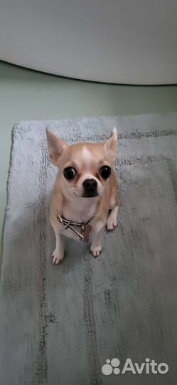 Вязка чихуахуа девочка