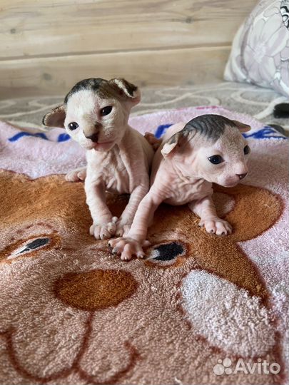 Канадский сфинкс котенок