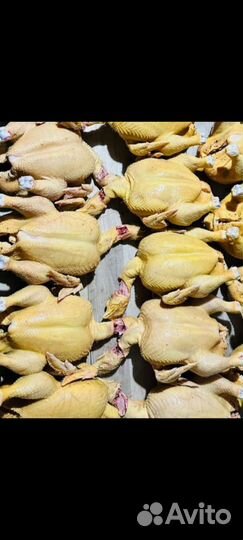 Куры бройлеры тушки мясо