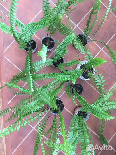 Папоротник и много других растений