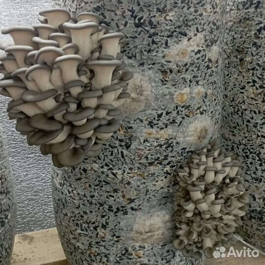 Мицелий вешенки зерновой