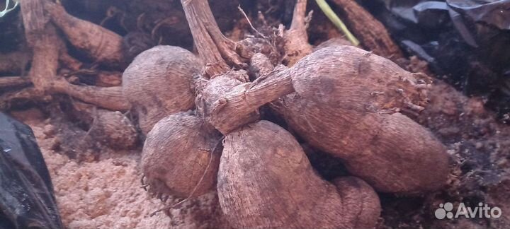 Георгины клубни